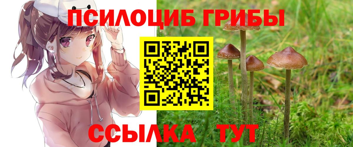 Махачкала  Галлюциногенные грибы Psilocybine cubensis  Вход с VPN 
